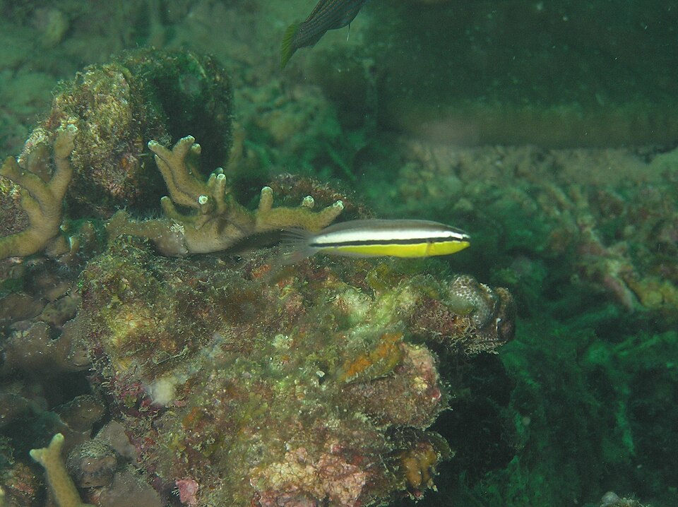 Twin fangblenny