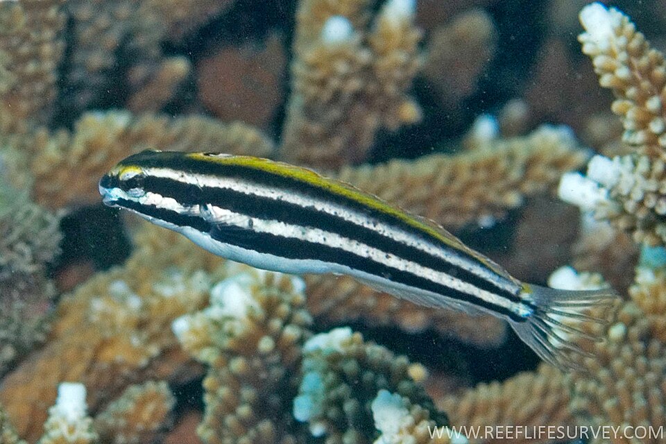 Lined fangblenny