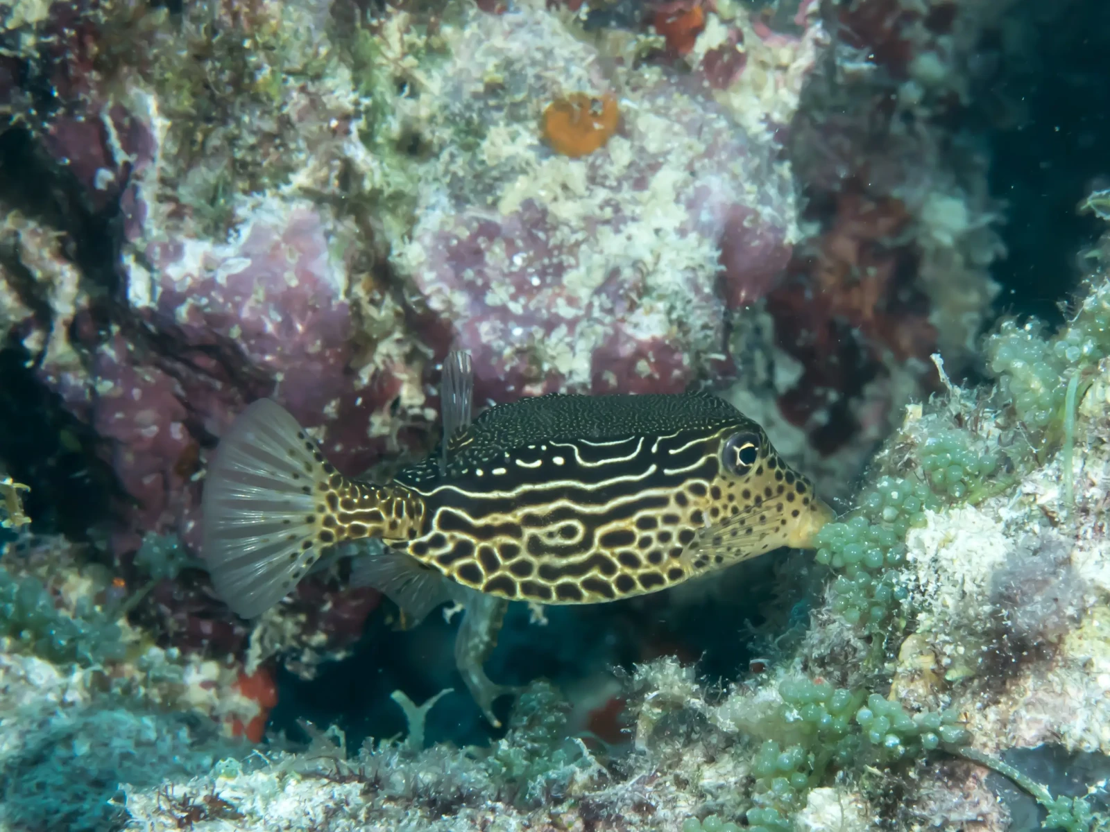 Scribbled boxfish