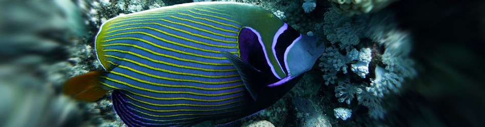 Emperor angelfish