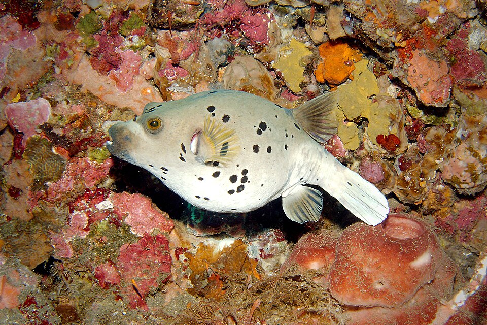 Dogface pufferfish