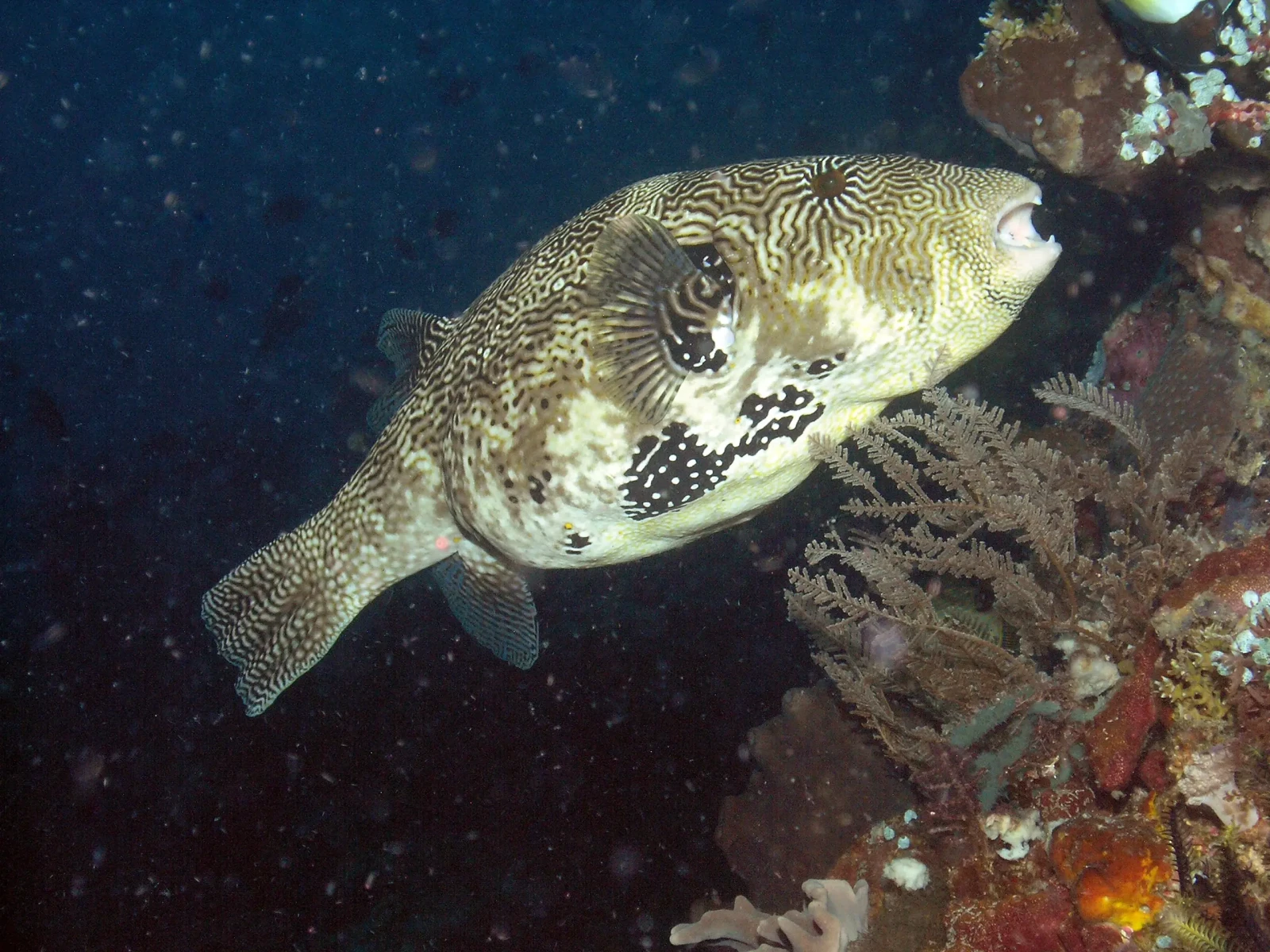 Map puffer