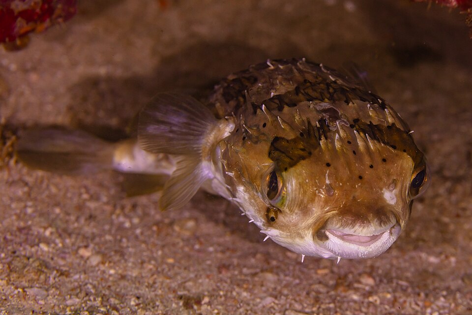 Porcupine pufferfish