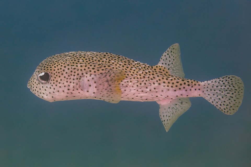 Spotfin porcupinefish
