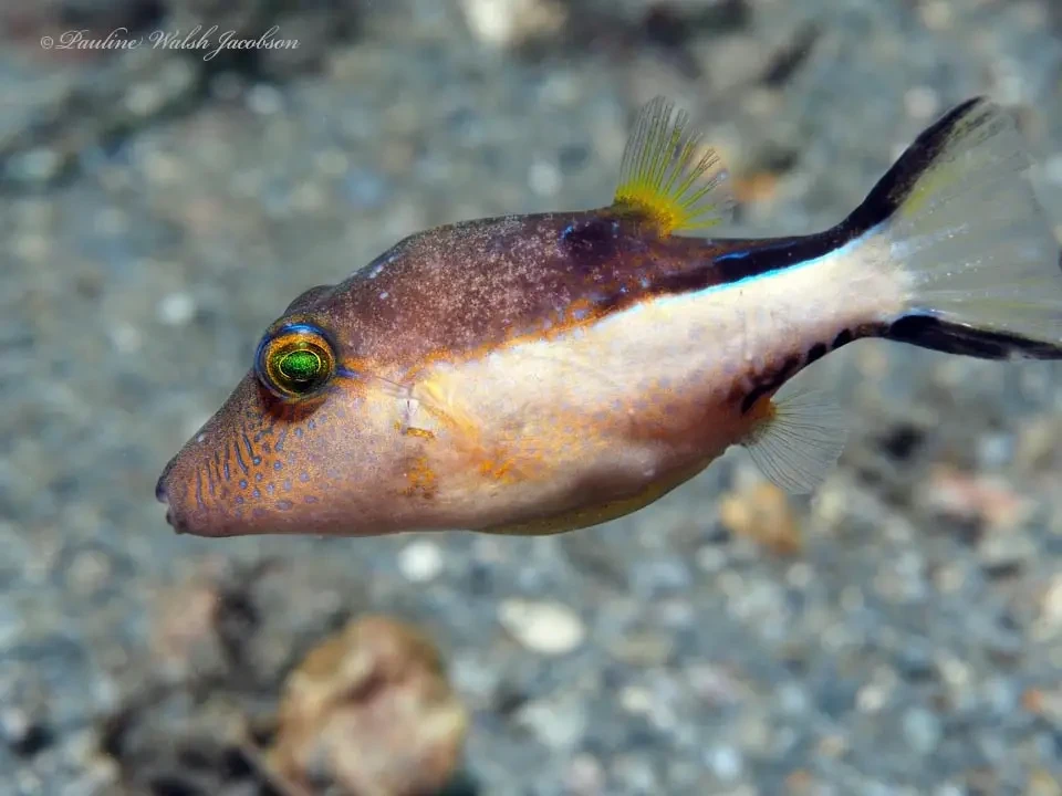 Sharpnose pufferfish