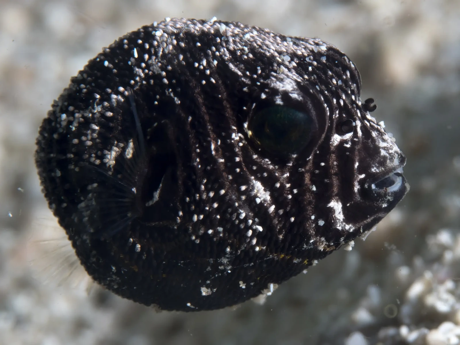 Star puffer