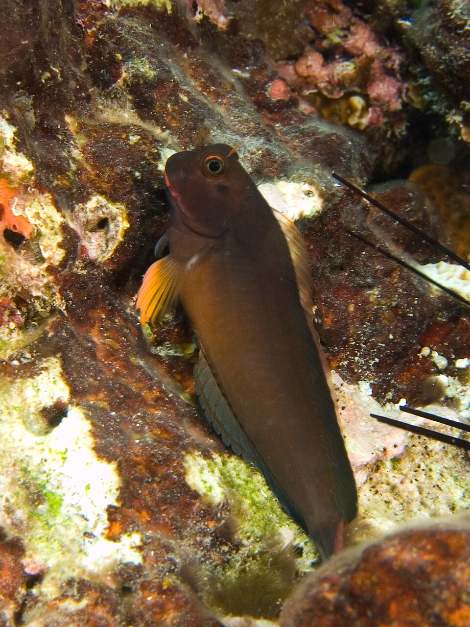 Redlip blenny