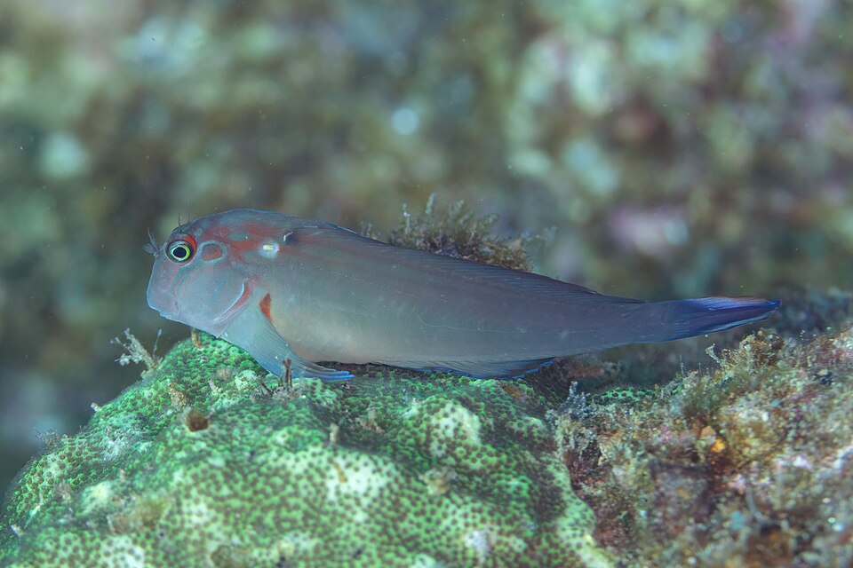 Large-banded blenny