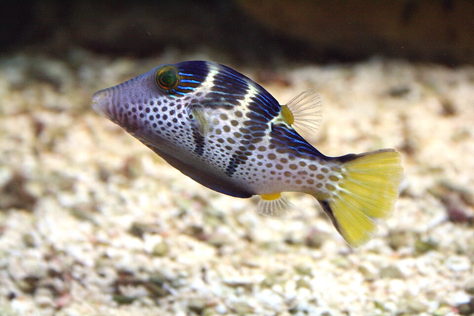 Valentini pufferfish