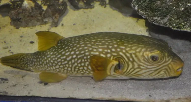 Reticulated pufferfish