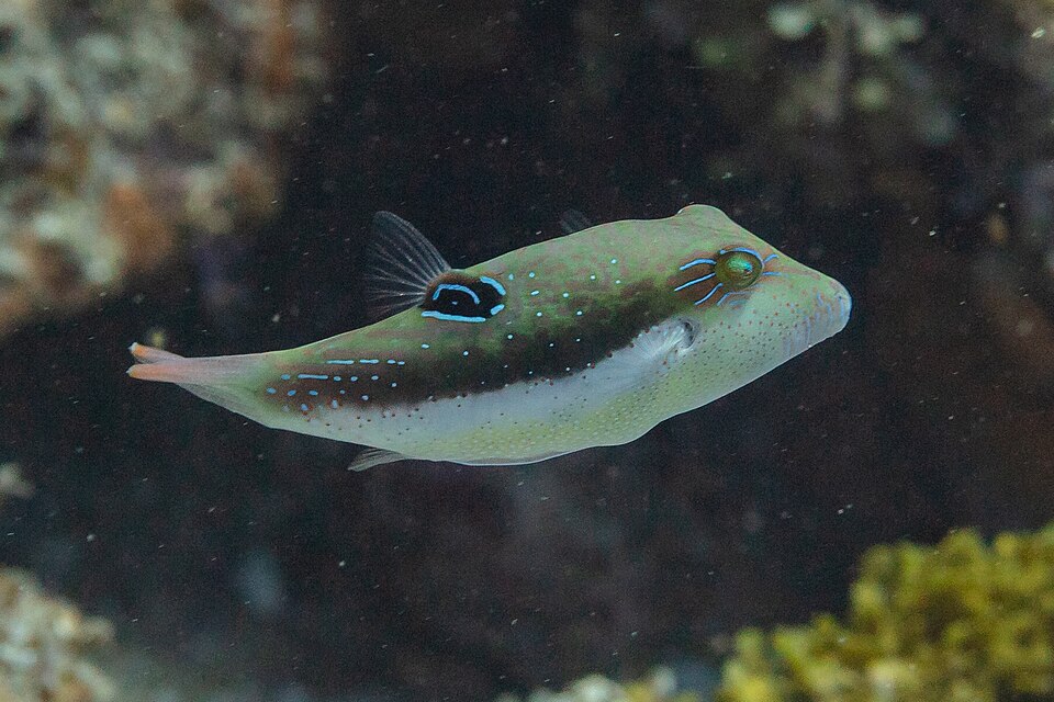 Whitebelly puffer