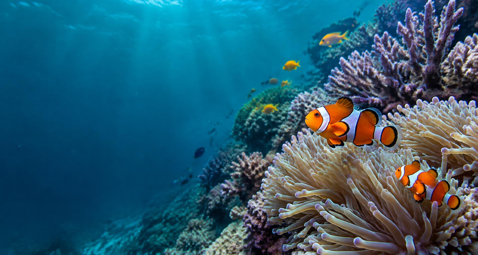 Clownfish and a living coral reef
